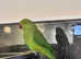 Beautiful young baby Indian ringnick parrot