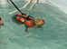 Hydrotherapy for dogs. Swimming for dogs.