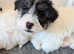 Beautiful sealyham terrier X puppies