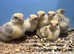 Hatching eggs frizzle pekins, sebrights, silkies