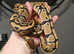 REDUCED!!!! Normal Het Clown Female