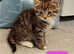 Cute tabby kittens