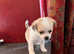 Pug x jack russell - chihuahua  puppies