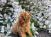 Asian Teacup Poodle (Chineese) VERY small