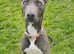 Beautiful Blue lurcher bitch looking for new home