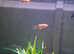 2 x adult male Molly's and 4 babies the mum died