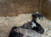 Lurcher pups
