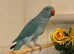 Stunning young blue Indian ringnick