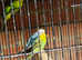 Budgies for sale in Boston fully tame