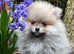 Gorgeous fluffy Pomeranian with rare coloring !!!