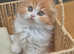 Long hair Scottish Folds
