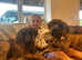 Beautiful Great Dane Girl Looking for forever home