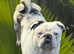 Pug puppy's