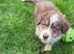 Aussie Boy! Last Boy Looking for Home