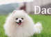 KC white Pomeranian boy