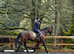 16.2hh bay gelding