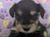 Minature schnauzer puppies looking for forever homes