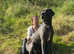 Beautiful Pedigree Great Dane Puppies Ready 13th June