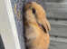 Rabbits for sale