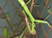Greenbean Stick insects eggs
