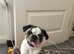 Pug puppy for sale