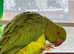 Beautiful baby Indian ringnick parrot