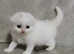 Adorable Scottish fold and straight kitten's