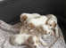 Beautiful cockerspaniels