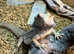 Hypo Trans Genetic Stripe  Leather back  Thunderbolt Bearded Dragon