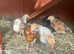 wheaten copper maran chicks Chicken