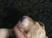 Standard poodle puppys kc registered health tested