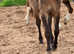 Ex Moor yearling 21 month old