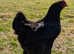 Black Copper Marans