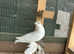 Pigeons