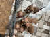 Standard American bully pups