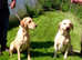 Yellow Labrador pups 3 boys 1 girl kc registered