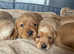 Labrador puppies
