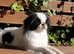 Japanese Chin male puppie for sale