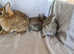 2 Netherland Dwarfs