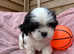 Shininon puppies