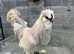 CHICKENS SILKIE AND POLISH COCKRELS