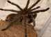 Phormictopus El Salvador, 4 inches dls