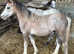 Yearling sec a colt