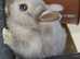 2 netherland dwarf females