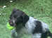 German wirehaired pointer puppies