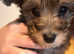 12 week jackapoo girl