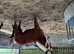 3 year old geldings