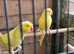 Yellow alexandrine parrot for sale .02