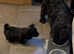 Scottish terrier puppies