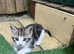 Kittens ready for home NOW